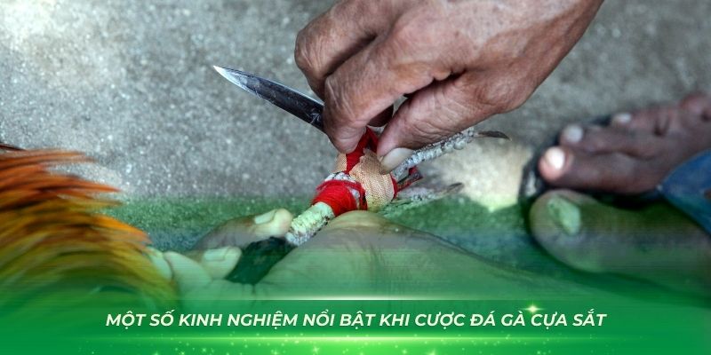 Một số kinh nghiệm nổi bật khi cược đá gà cựa sắt