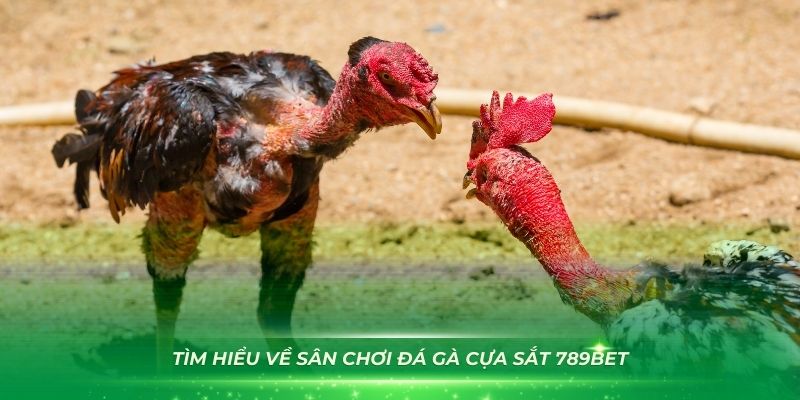 Sảnh chơi đá gà cựa sắt 789Bet kinh điển nhất